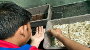 Panen Telur Maggot Lapas Banjarmasin Perkuat Pelatihan Kemandirian Warga Binaan
