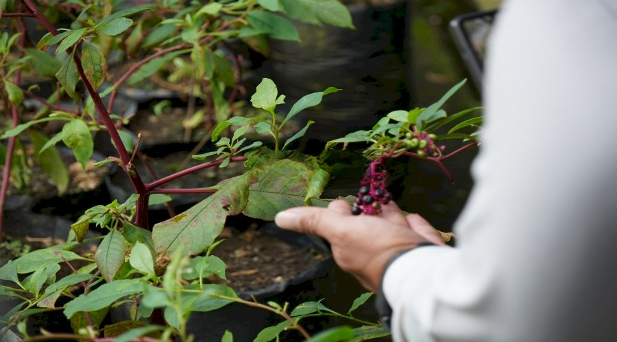 Lapas Besi Kembangkan Pembibitan Ginseng Merah Korea untuk Tingkatkan Kemandirian Warga Binaan