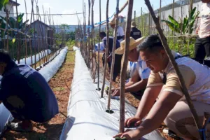 Lapas Banjarbaru Optimalkan Lahan SAE untuk Dukung Ketahanan Pangan dan Pembinaan Kemandirian Warga Binaan