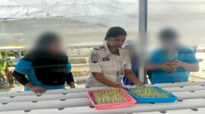 Lapas Perempuan Ambon Kembangkan Budidaya Hidroponik Pakcoy