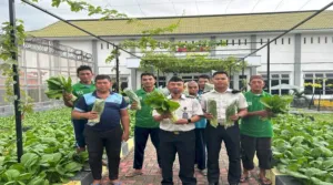 Panen 25 Kilogram Sawi, Lapas Luwuk Perkuat Ketahanan Pangan