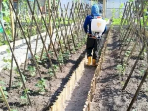 Lapas Banjarmasin Optimalkan Budidaya Timun Warga Binaan