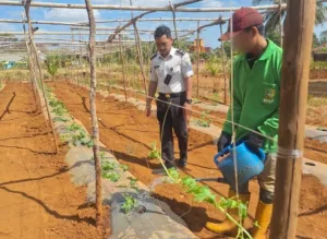 Pantang Menyerah Lawan Kemarau: Rutan Pelaihari Pacu Produktivitas Kebun SAE Demi Wujudkan Kemandirian Pangan