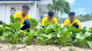Sentuhan Dingin Warga Binaan Lapas Namlea: Ubah Lahan Penjara Jadi Sumber Ketahanan Pangan Nasional