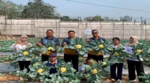 Optimalisasi Sarana Asimilasi Edukasi, Lapas Tanjung Sukses Panen 30 Kilogram Kembang Kol Hasil Olah Warga Binaan