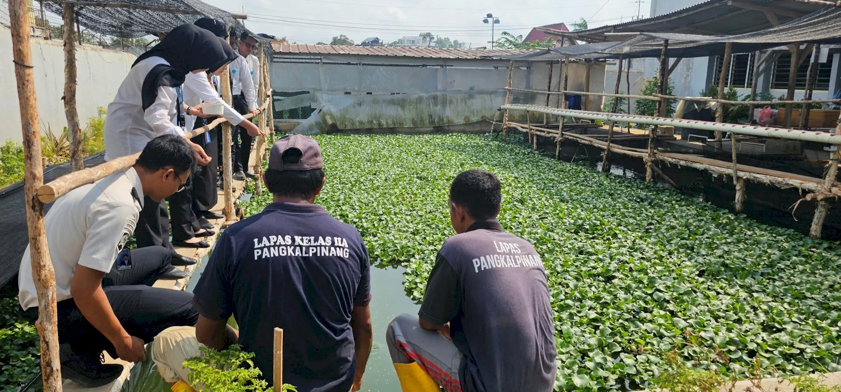 Dukung Ketahanan Pangan: Lapas Kelas IIA Pangkalpinang Kembangkan Budidaya Ikan Nila di Area Agroedupark